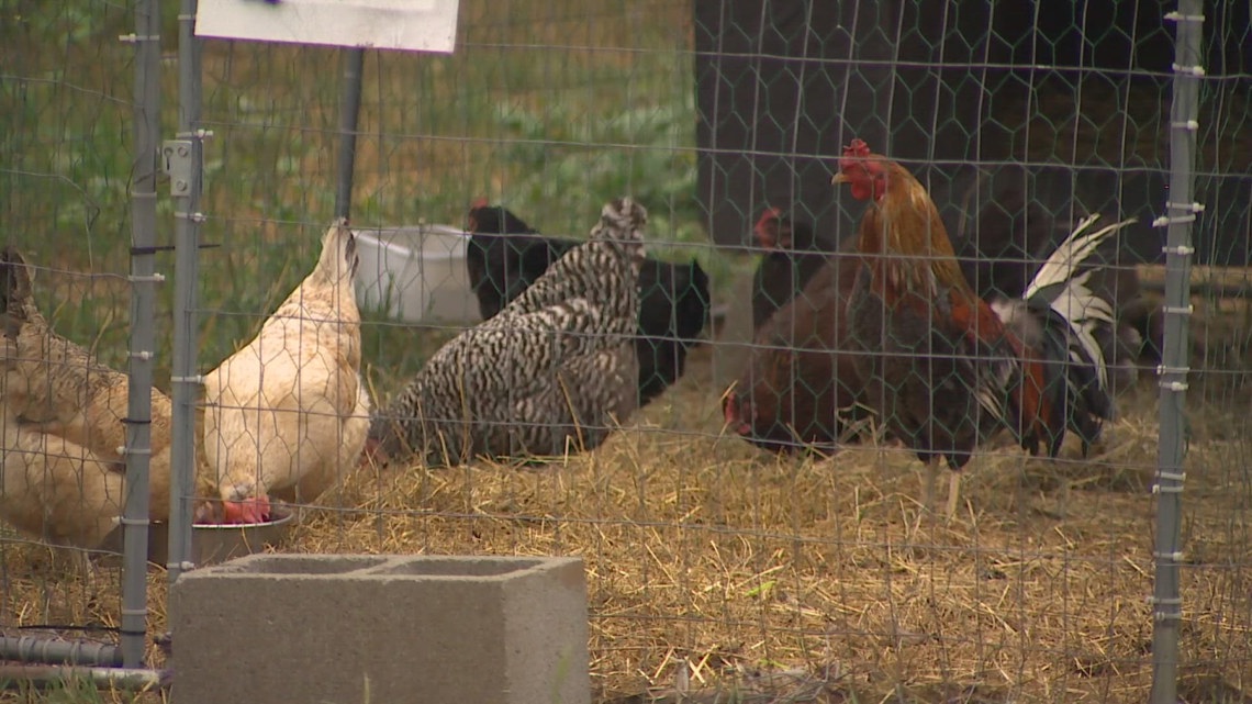 Animal sanctuary that took in roosters from Buckley cockfighting ring say they are not aggressive [Video]