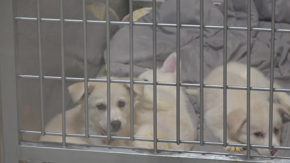 Midland Animal Services working on multiple initiatives for better pet outcomes in West Texas [Video]