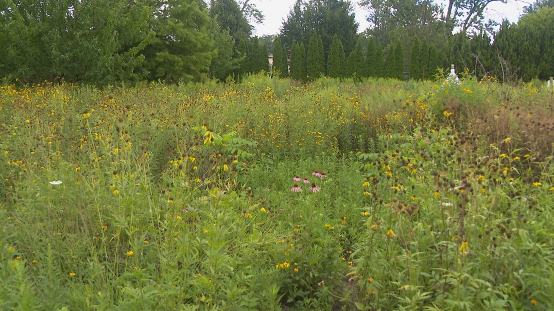 Local art school planting pollinator gardens with zoo’s help [Video]