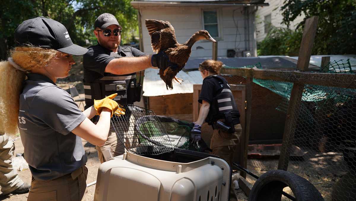 KC Pet Project rescues 31 animals from Kansas City home [Video]