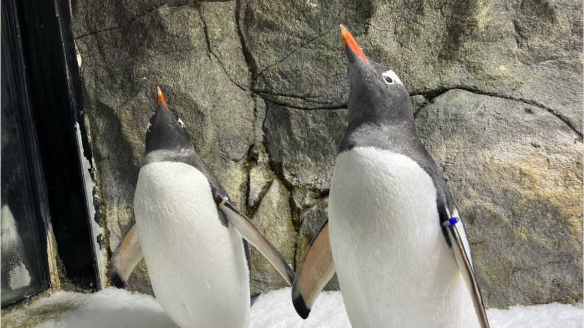 Sphen, one half of world-famous gay ‘penguin power couple,’ dies at age 11 [Video]