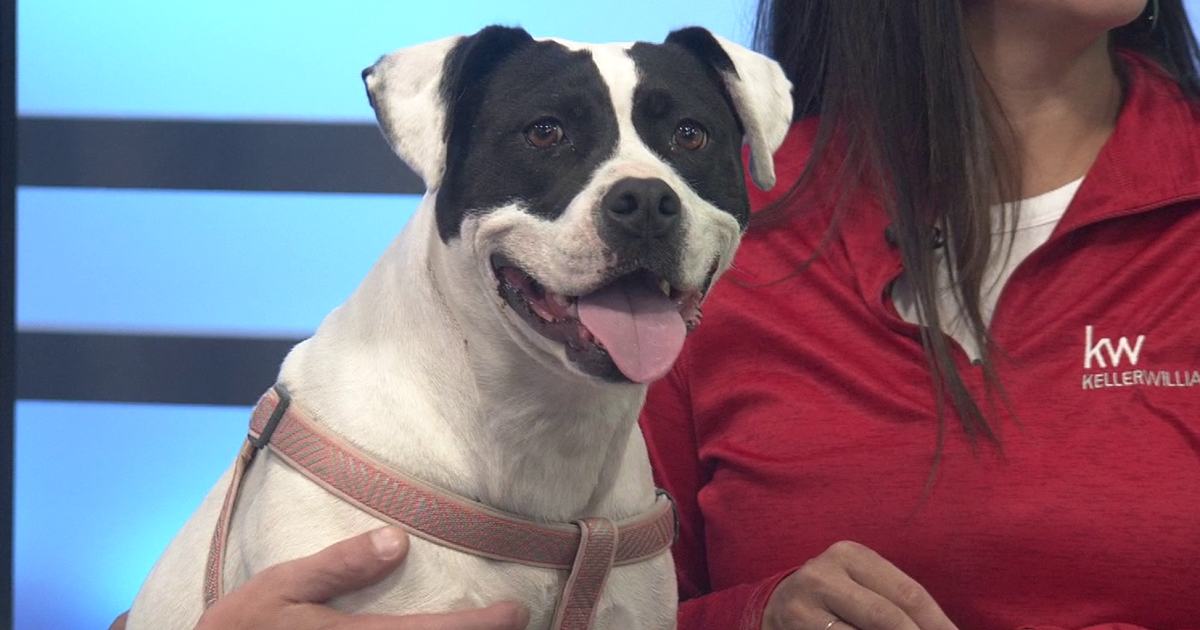 Furry Friend Friday: Meet Keyla | Top Stories [Video]