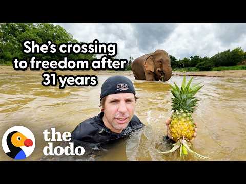 Newly-Released Elephant Chases Pineapple to Freedom [Video]