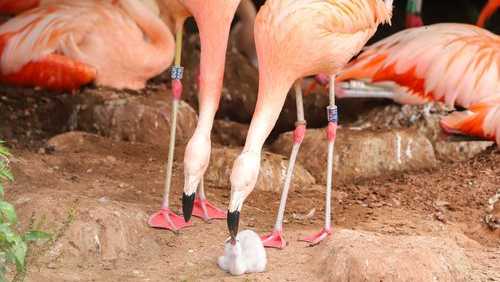 Same-sex flamingo pair raising newborn chick together [Video]