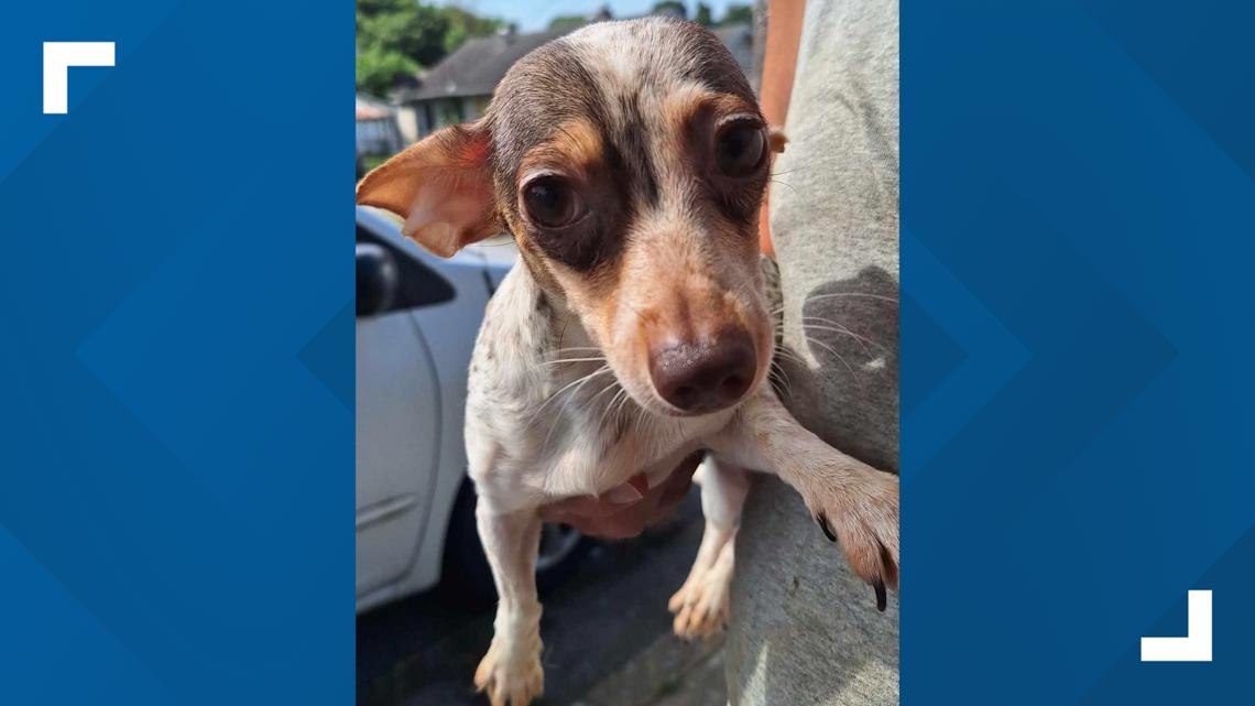 Morristown Hamblen Humane Society takes in 29 more dogs while on parvo quarantine [Video]