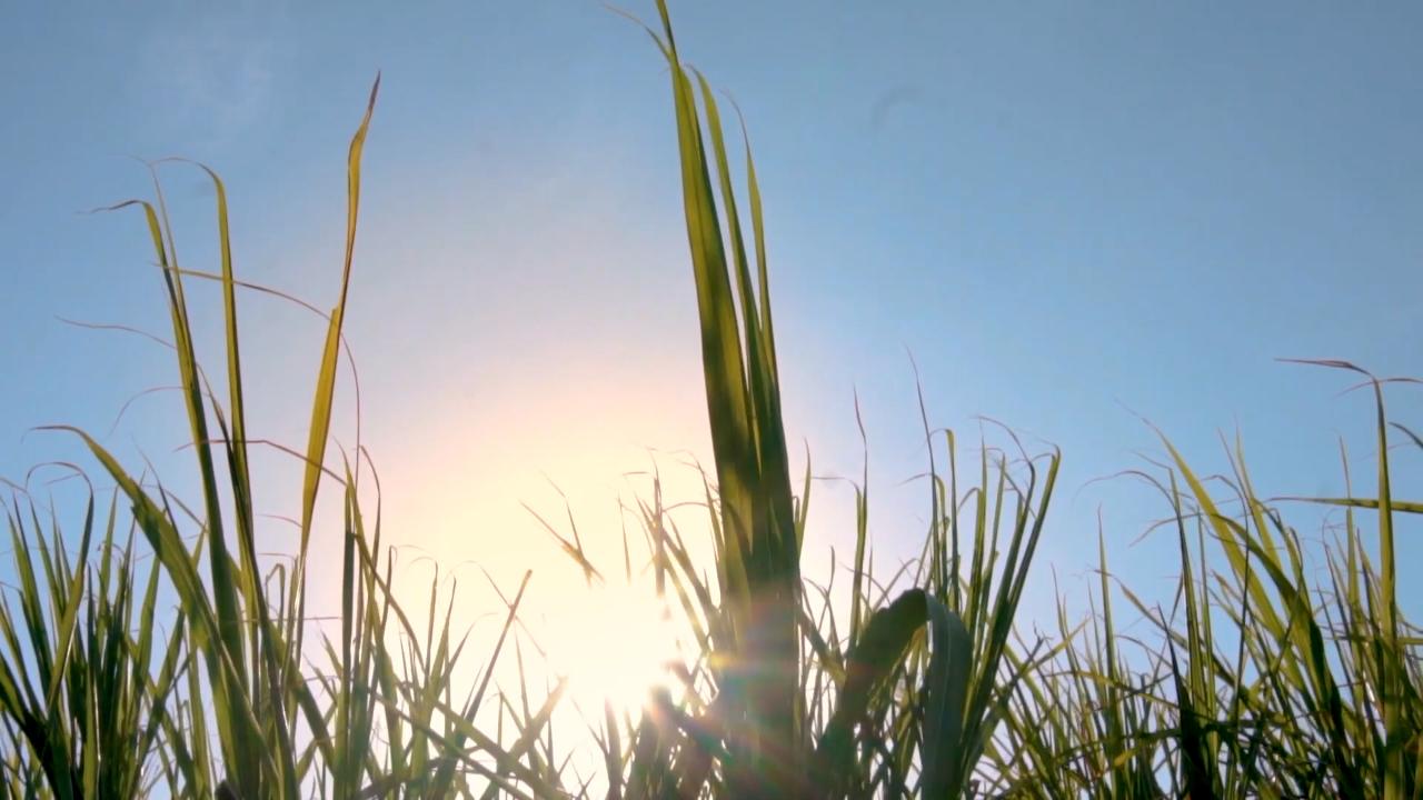 Brazil’s biofuel industry sees record growth [Video]