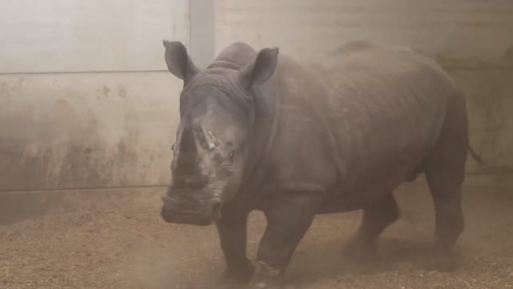 Two new southern white rhinos hoisted into new home at UK safari park | Lifestyle [Video]