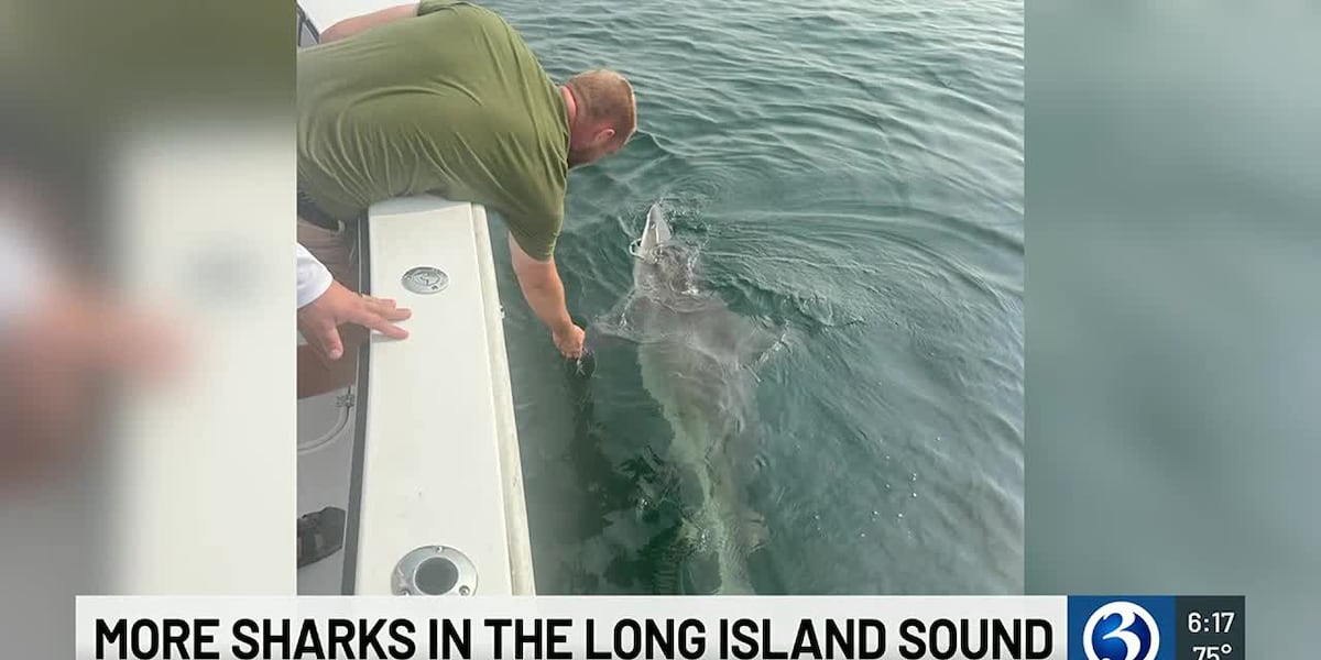 Brown sharks resurge in Long Island Sound [Video]