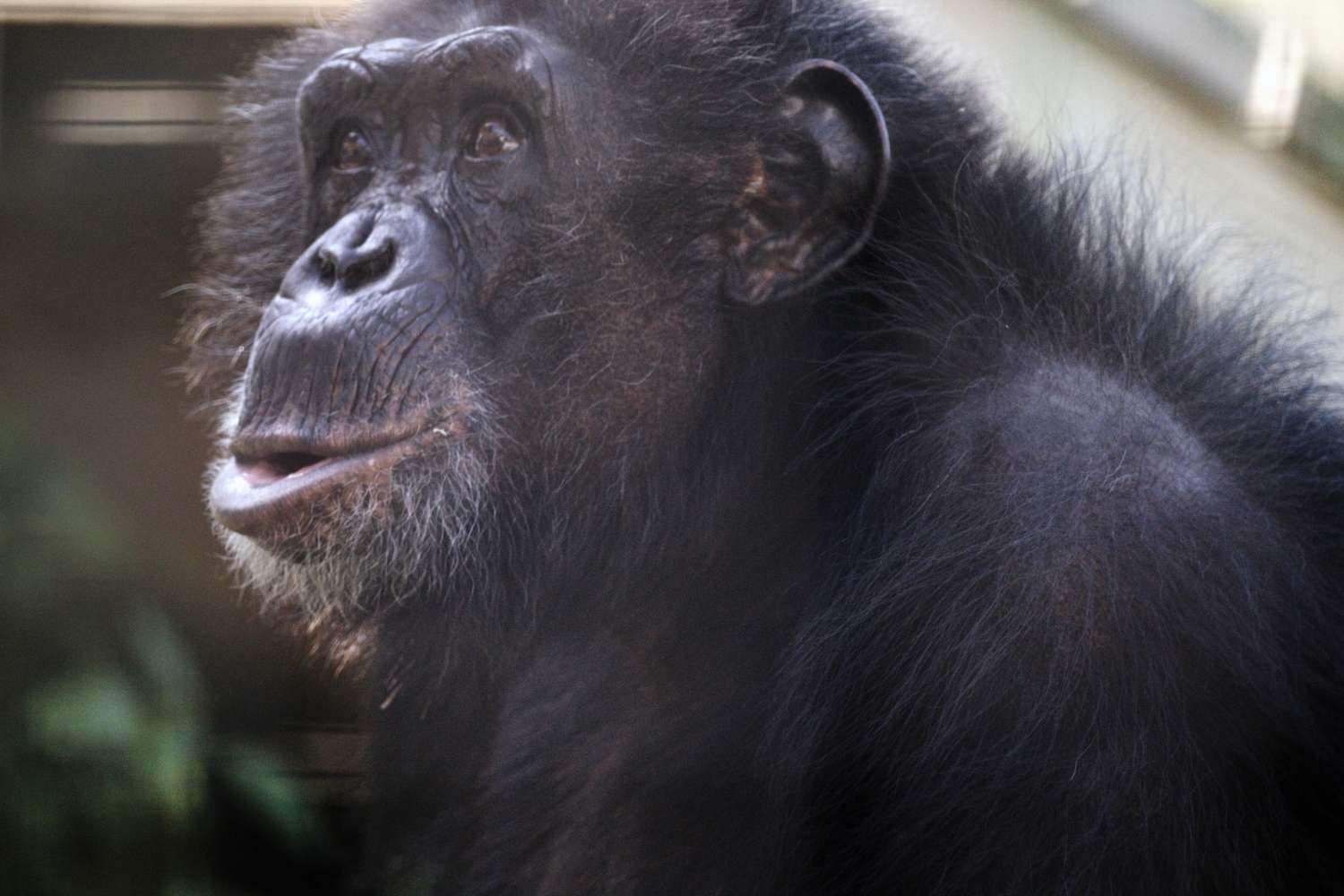 Where Is Chimp Crazy’s Tonka Now? About the Sanctuary He Calls Home [Video]