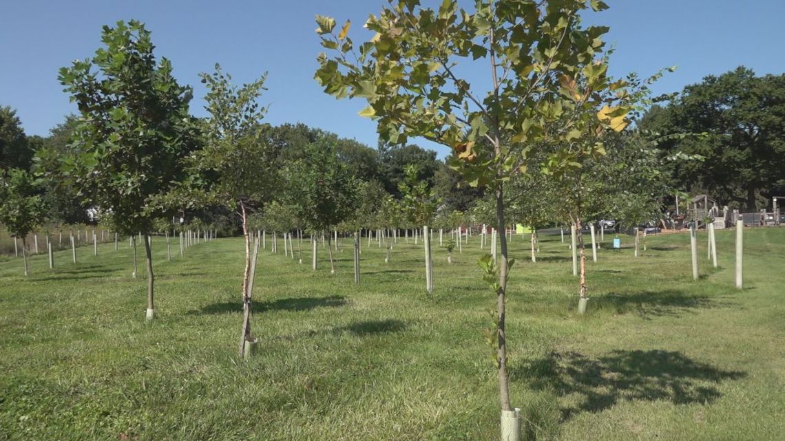 Grant awards funds for more native trees in Pennsylvania [Video]