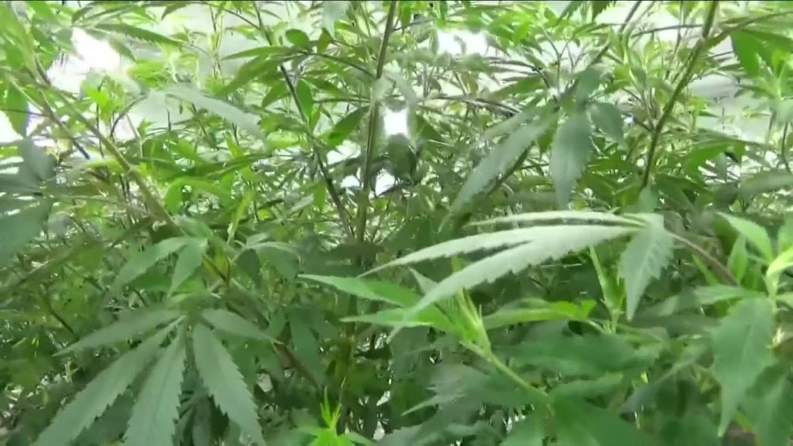 Niagara Falls man arrested in marijuana bust, police say [Video]