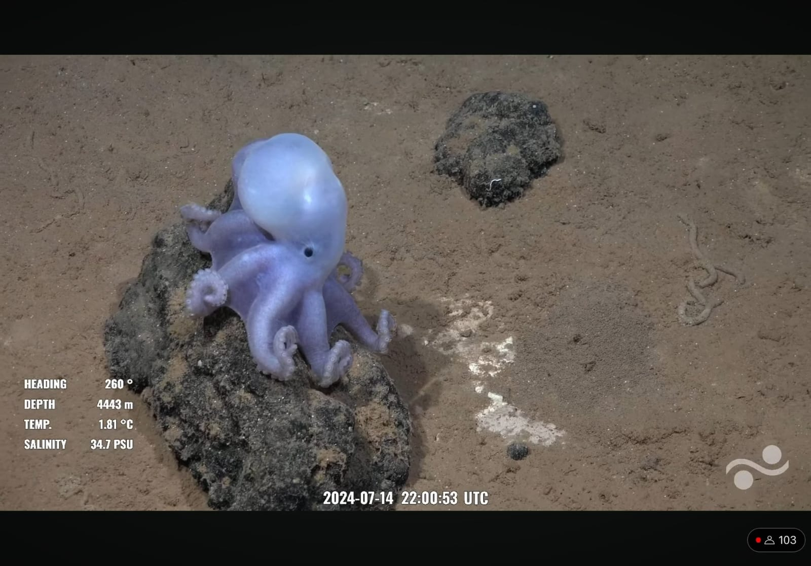 Massive Undersea Mountain Taller than Mount Olympus Discovered Off Chile, Home to Rare “White Casper Octopus” [Video]