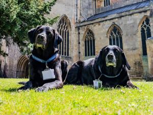 Meet the dogs who work for God [Video]