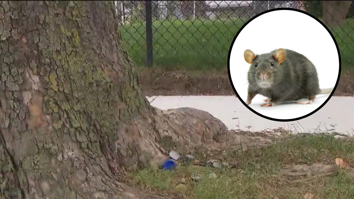 Queens residents fined after reporting rat infestations: ‘You don’t punish people who call 311’ [Video]