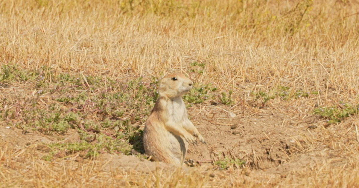 Prairie Dog Town: Montana park devoted to protecting nature’s engineer [Video]