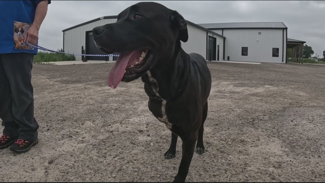 Dog continuing to recover after being injured in Turnpike crash [Video]