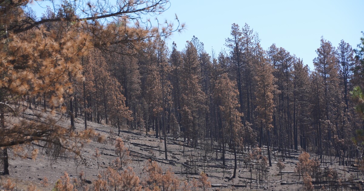 Some of the burn zone of the Horse Gulch Fire reopened to the public [Video]