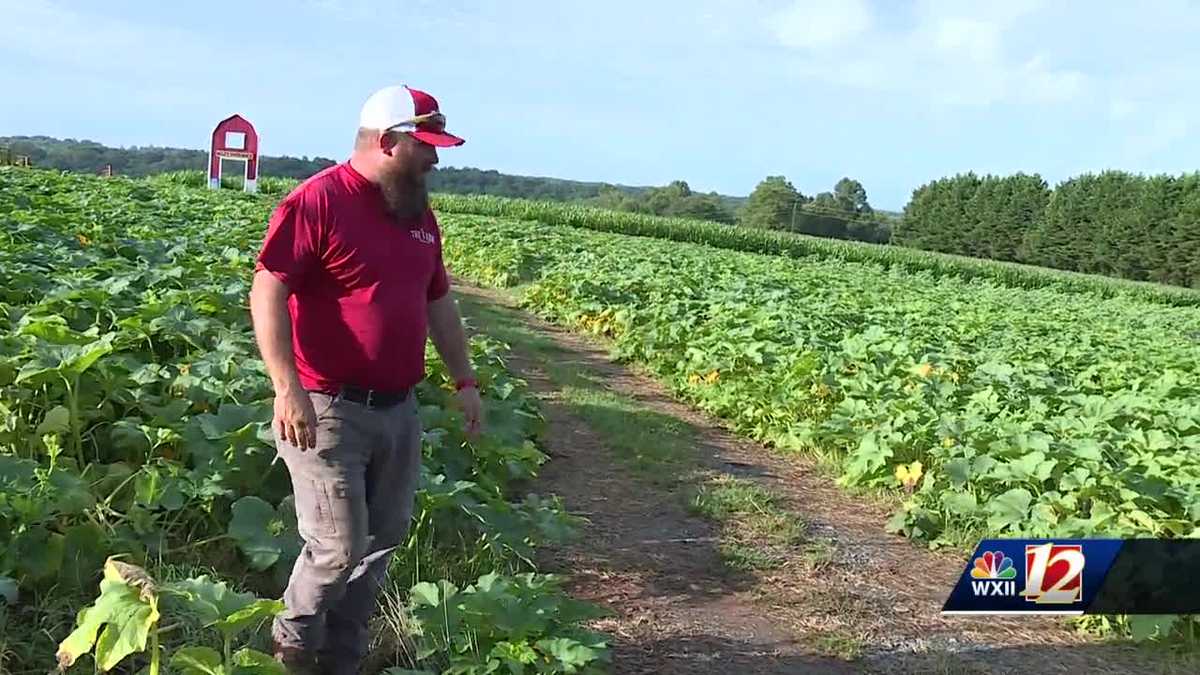 How one Dobson farmer says recent extreme weather is making the fall season less profitable [Video]