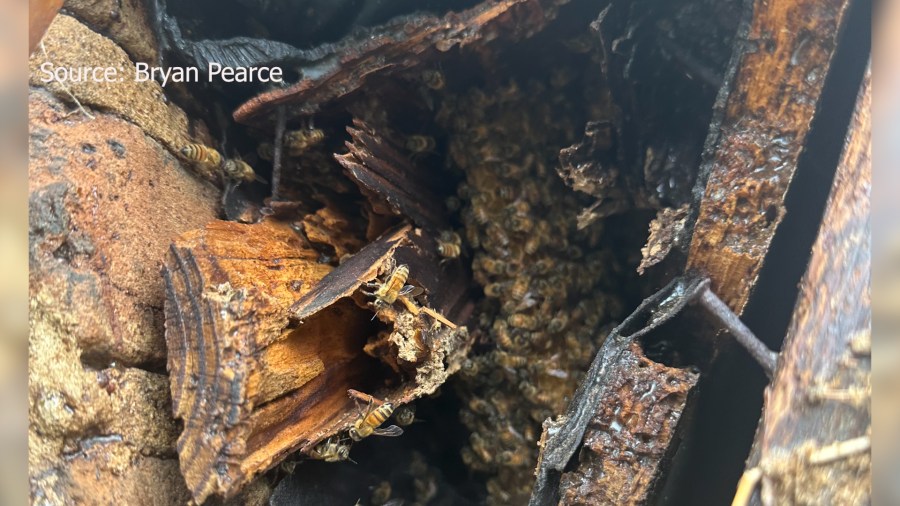 Large beehive removal at one of Mobiles oldest churches [Video]