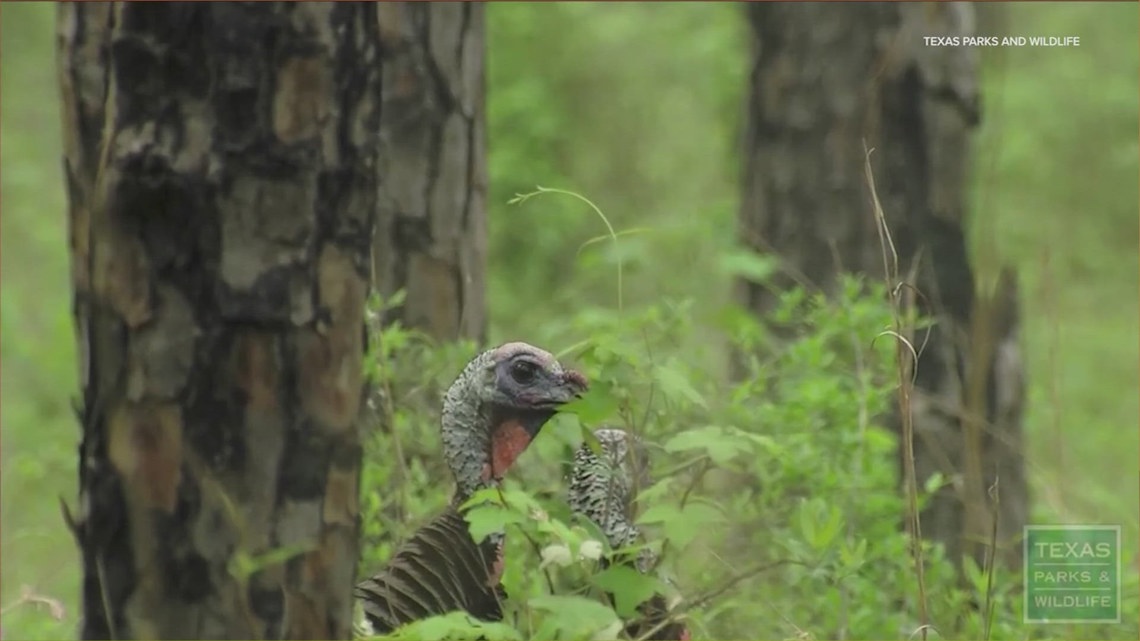 When does hunting season start in Texas this year? [Video]