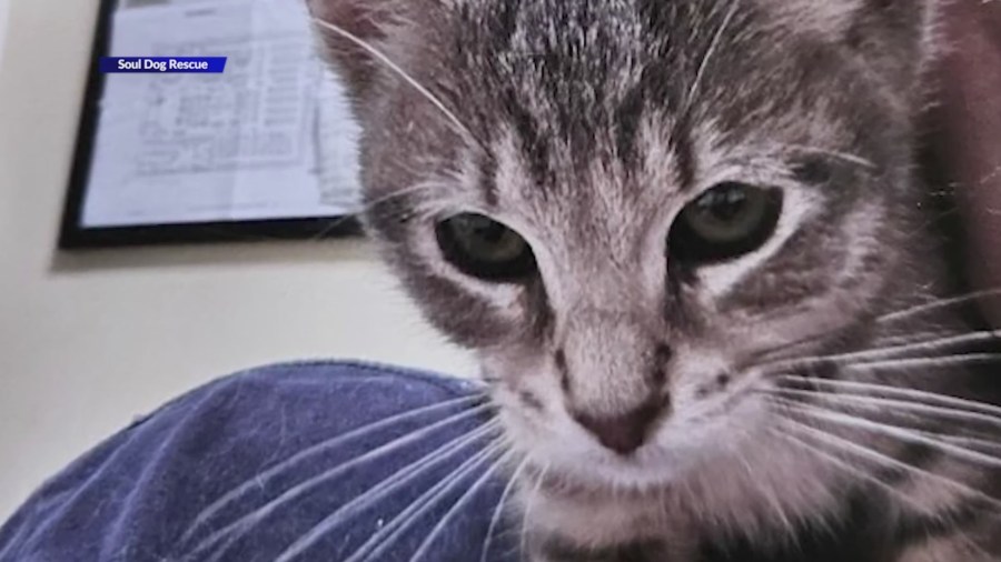 Police search for cat thief after rescue stolen from Petco in Longmont [Video]