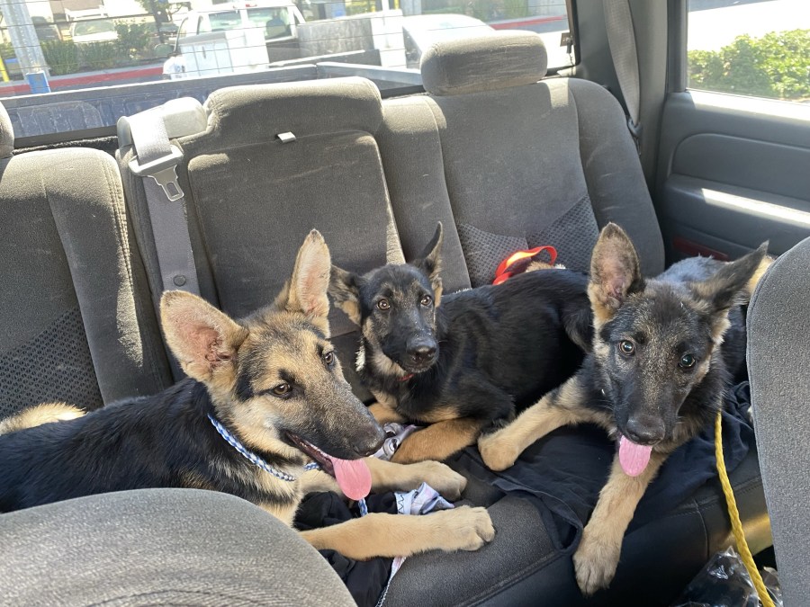 German shepherd puppies abandoned in San Dimas dumpster looking for new homes [Video]