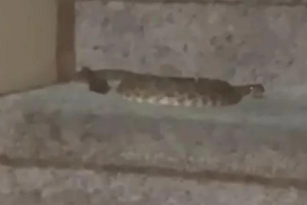 Watch: Rattlesnake enters California home, traps residents upstairs [Video]