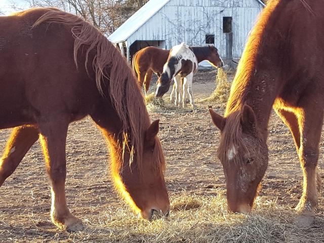 Nonprofit “Happy Hooves Equine Rescue” Welcomes Horse Lovers To Open Houses [Video]