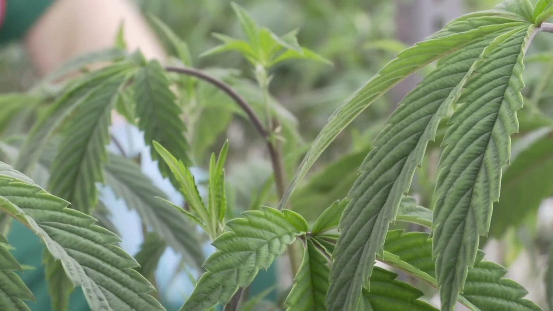 Kentucky medical marijuana: How many people applied for licenses? [Video]