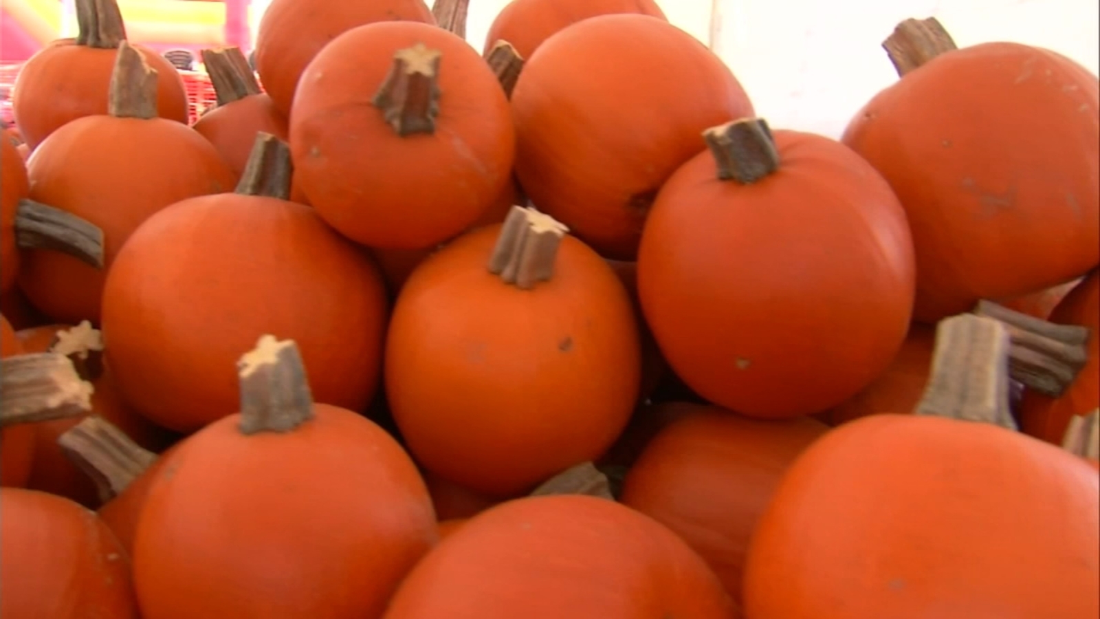 Pumpkin Spice Season: Website FinanceBuzz will pay you to review all Trader Joe’s pumpkin-flavored products [Video]