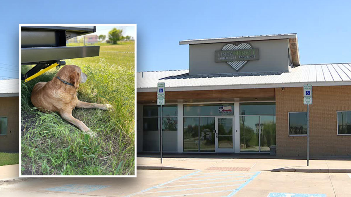 Denton Co. man heartbroken after missing dog is euthanized at city shelter [Video]