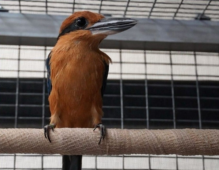 Brookfield Zoo uplift rare Guamanian bird species [Video]