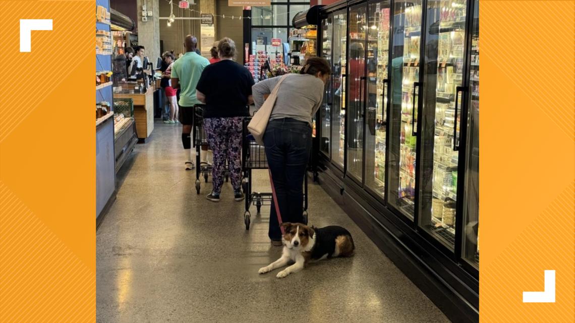 Here’s why pets don’t belong in the grocery store [Video]