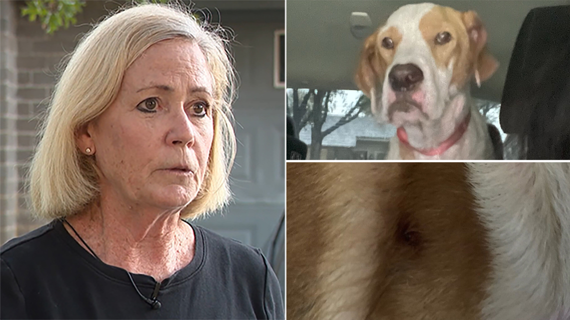 Woman says home burglars shot dog, rummaged through son’s ashes [Video]