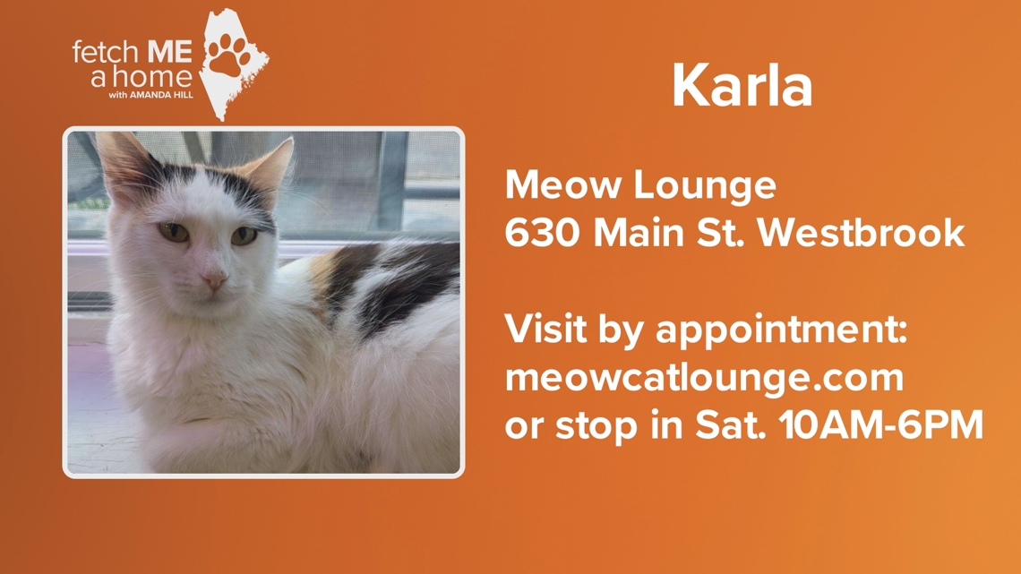 Fetch ME a Home | Meet Karla at the Meow Lounge in Westbrook [Video]