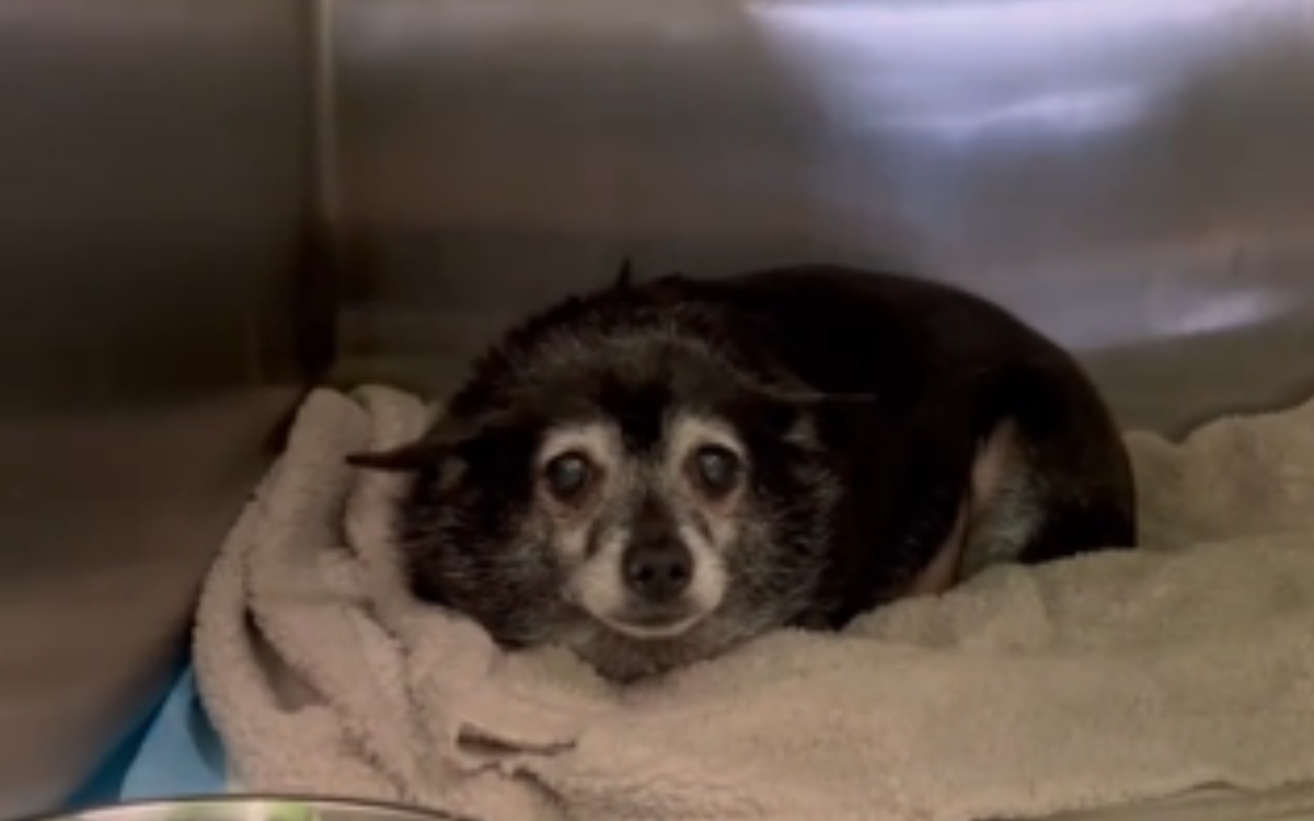 Senior Dog Left Behind at Shelter by Only Family He Knew: ‘Starting Over’ [Video]