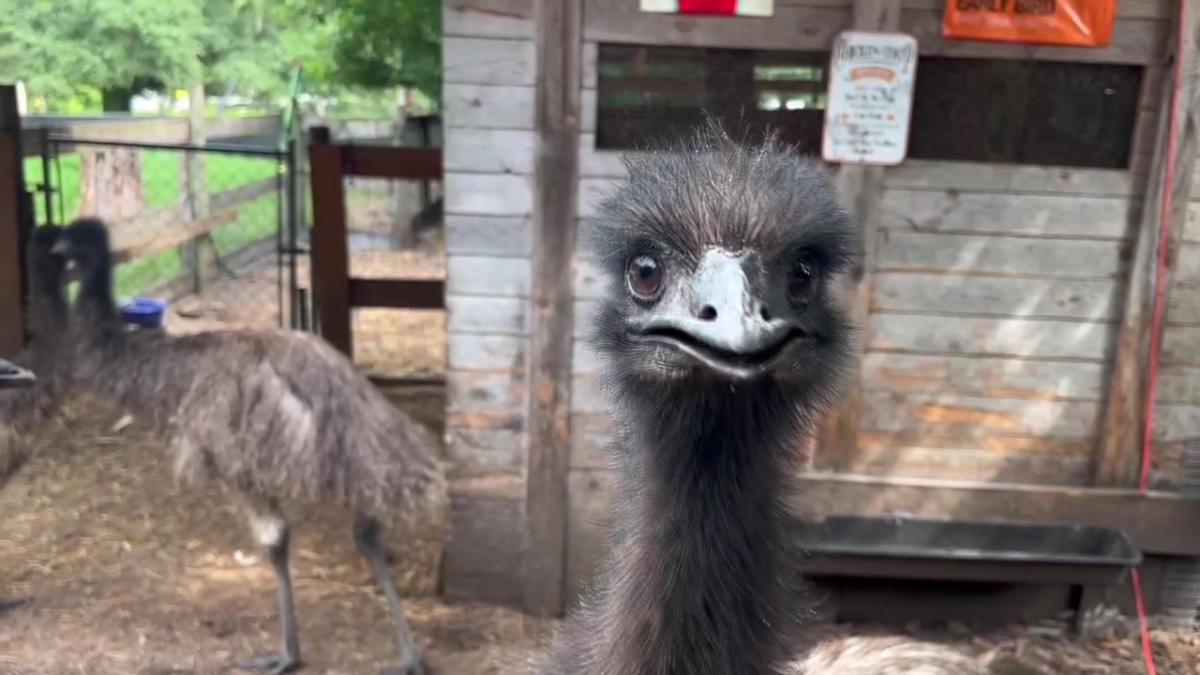 Livestock and exotic animal rescue in Dover forced to turn away animals due to rising costs [Video]