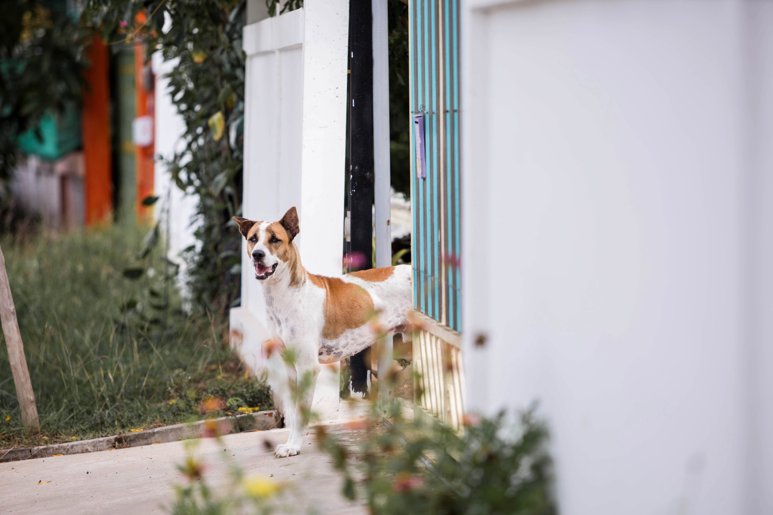 Security Cam Captures Dog Returning Home After 2-Mile Run On Busy Street [Video]