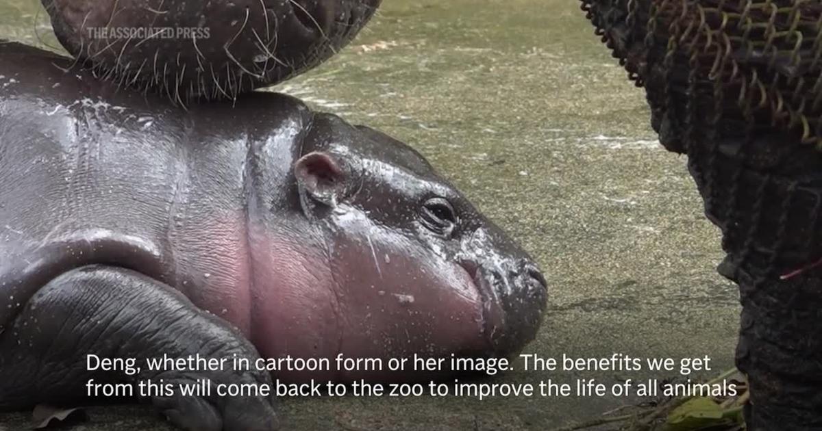 Thai zoo, home to baby hippo and internet sensation Moo Deng, is patenting the pygmy | News [Video]