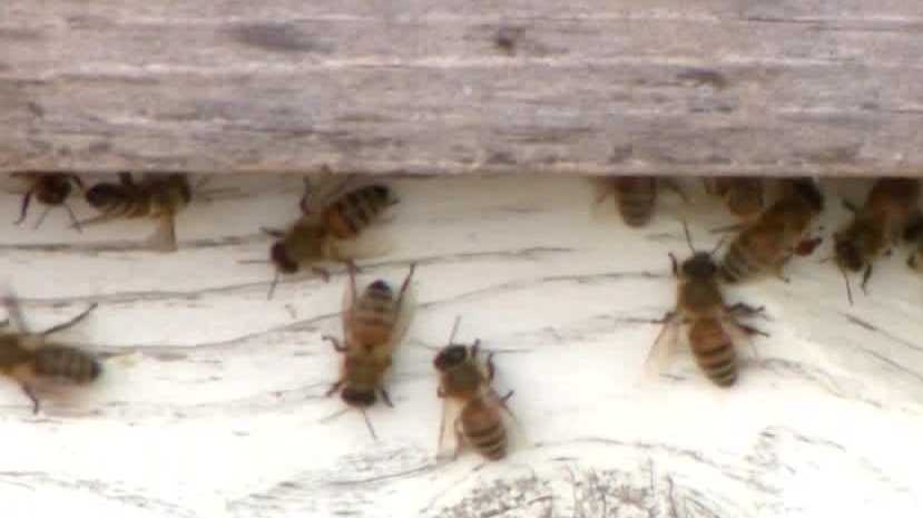 Thousands of bees relocated from Northridge Mall to safe habitats [Video]