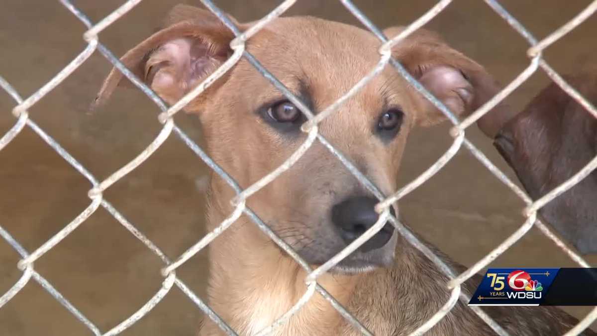 St Tammany Animal Services see huge increase in rehoming animals [Video]