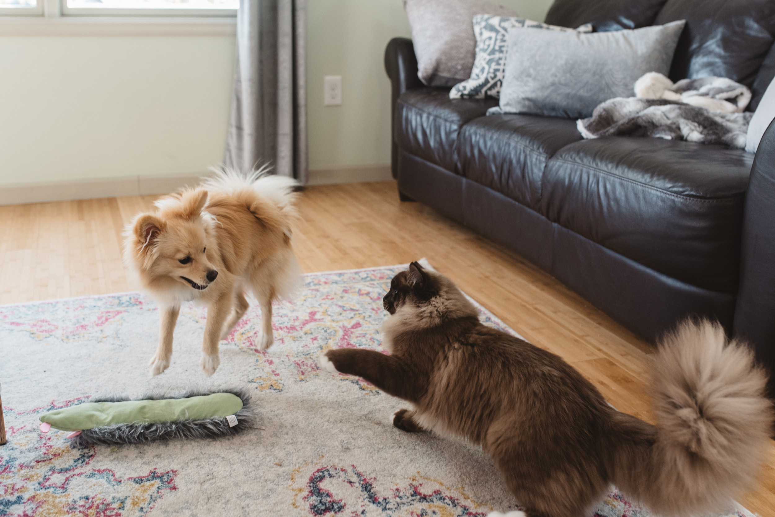 Cat and Dog Siblings ‘Kung Fu’ Fighting Has Internet in Stitches [Video]