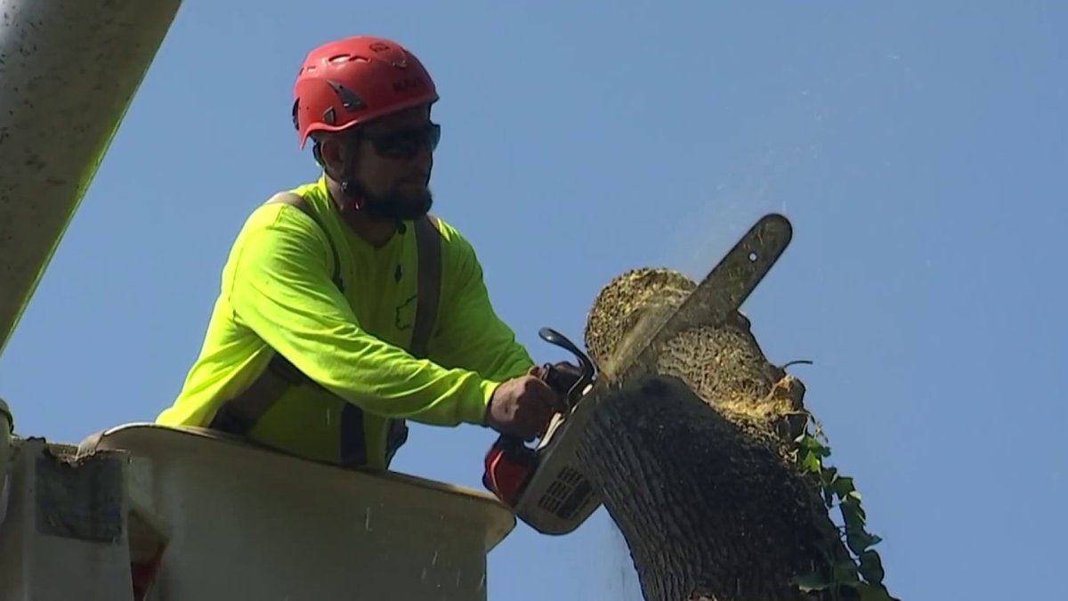 Tree services business slows down after Google profile deleted  NBC4 Washington [Video]