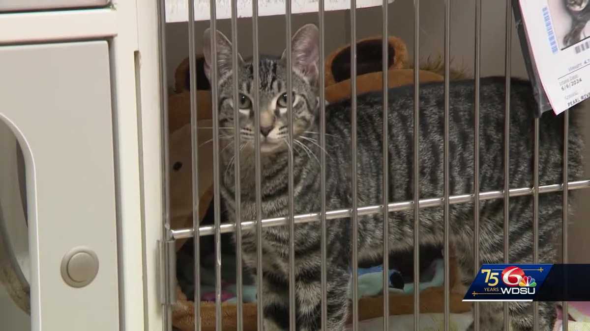 St. Tammany Animal Shelter director emotional over community’s response to mayday announcement [Video]