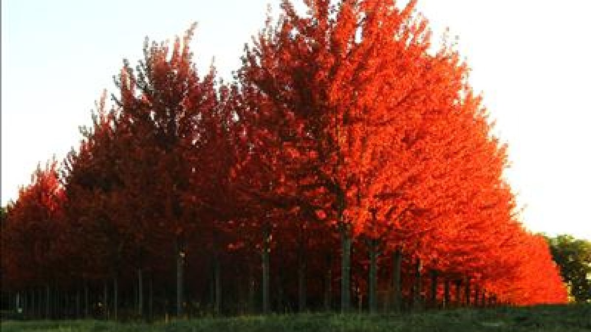 Peak fall foliage in northern Illinois is second week of October  NBC Chicago [Video]