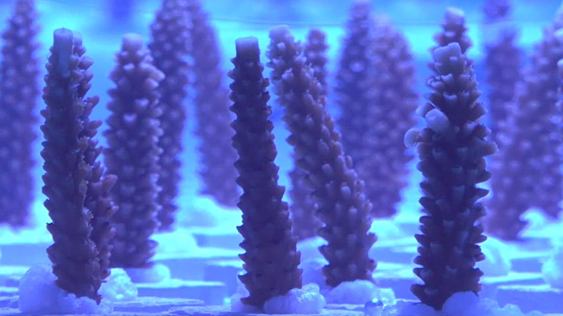 Endangered corals moved from Florida to Corpus Christi [Video]