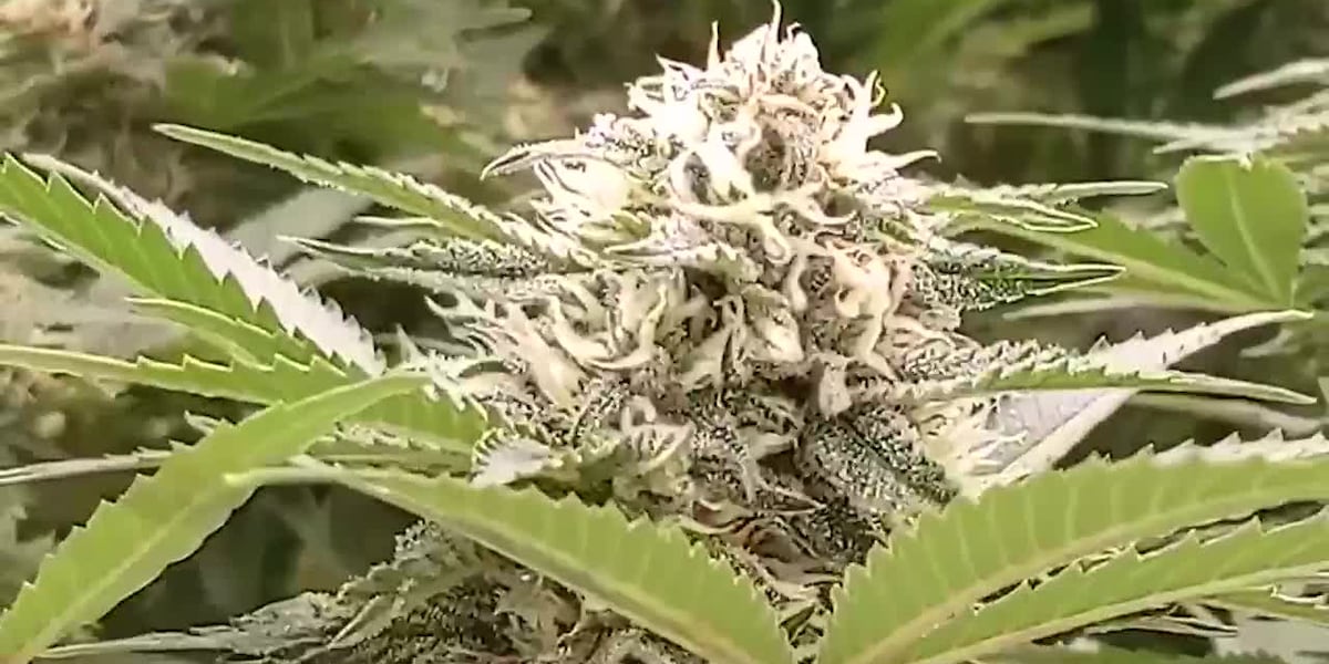 Recreational marijuana sales increasing in Michigan and Ohio [Video]