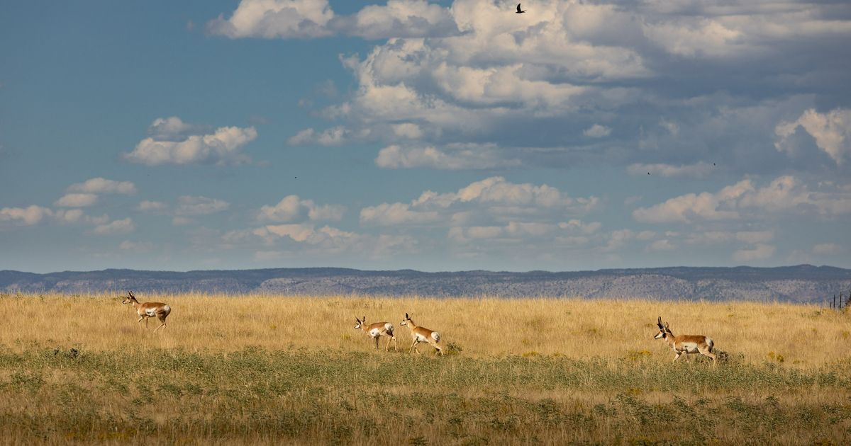 Protecting and Stewarding Arizonas Lands [Video]