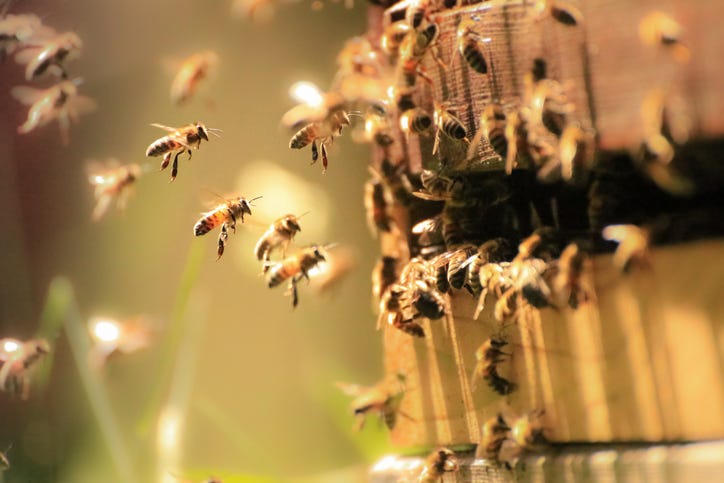 Bee attack leaves man in hospital in North Richland Hills [Video]