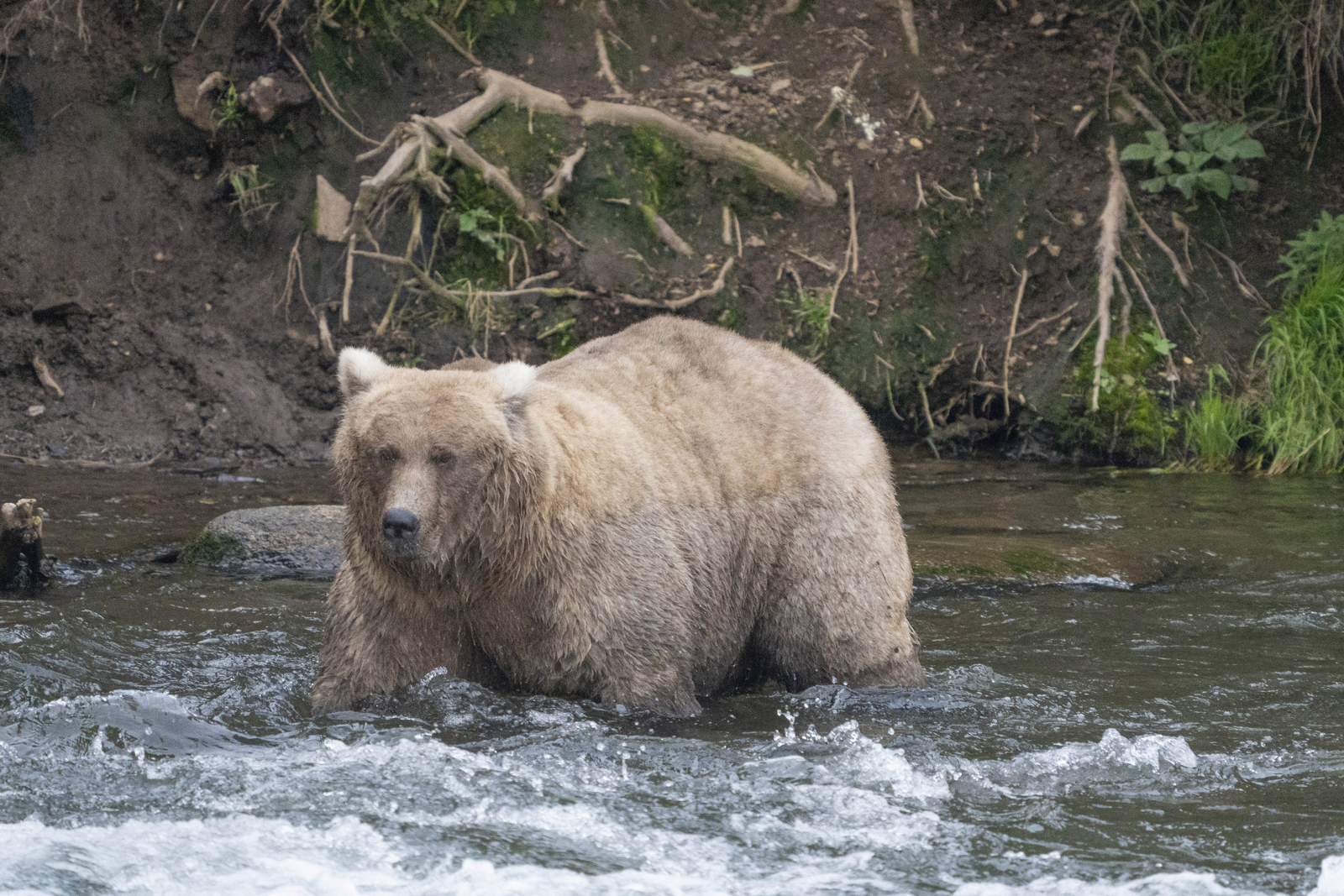 Vote Fat Bear Week: The chunkiest of chunks face off at Katmai National Park in Alaska [Video]